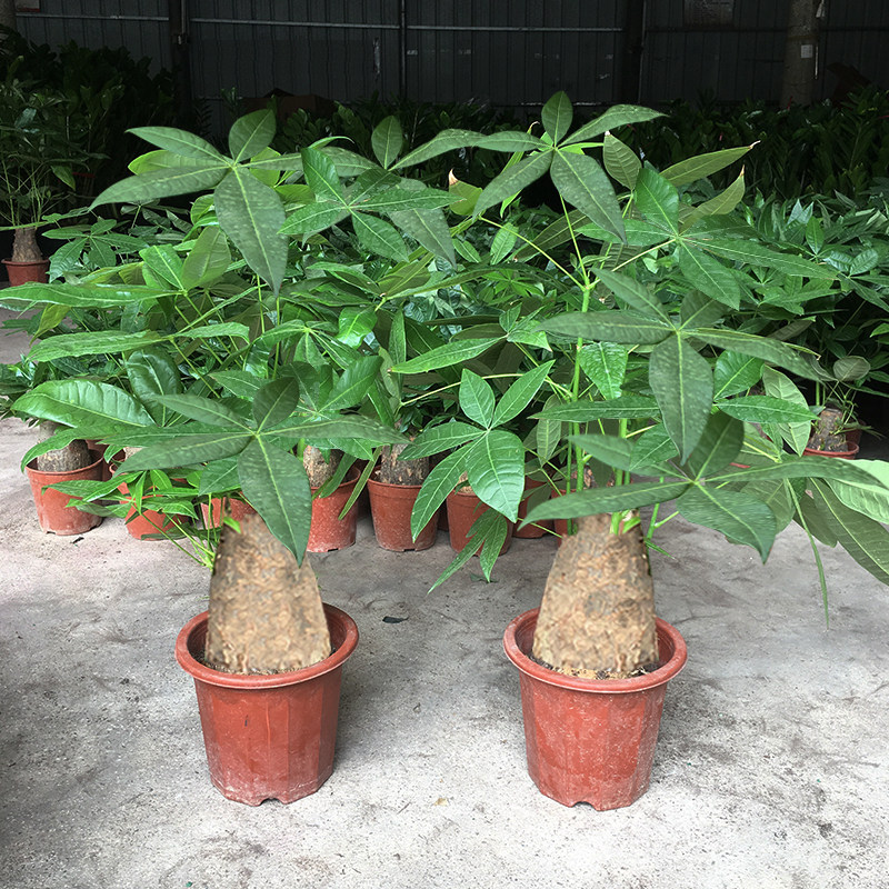 客厅大绿植办公室好养花卉发财树