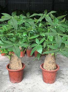 大盆发财树盆栽植物室内客厅绿植盆景桌面办公室招财好养花卉新宅