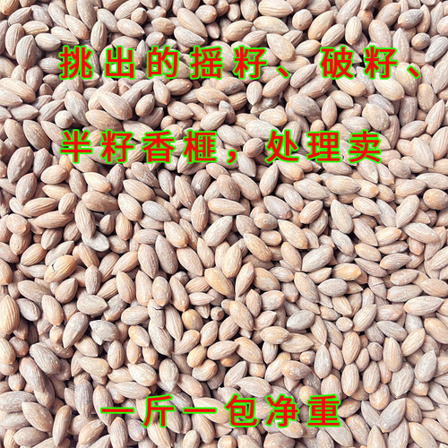 2025年香榧子挑出来的处理品