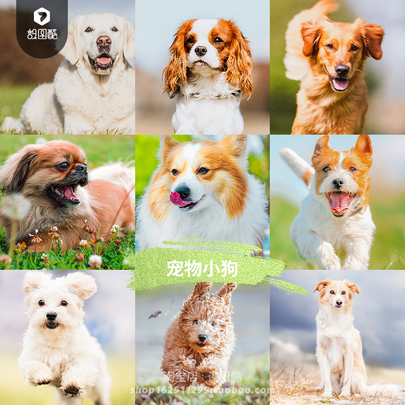 宠物犬小狗狗PS调色预设LR泼辣修图LUT调色素材手机Lightroom滤镜