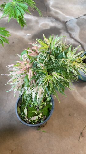 红枫树雪猫枫树盆景红三河橙三河造型s弯桌面盆景花三河雪猫枫树
