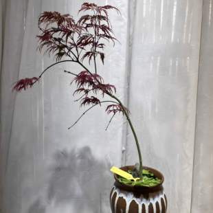 石榴红羽毛枫花缠树红枫树青羽毛枫树名贵品种金丝黄绿植不包售后