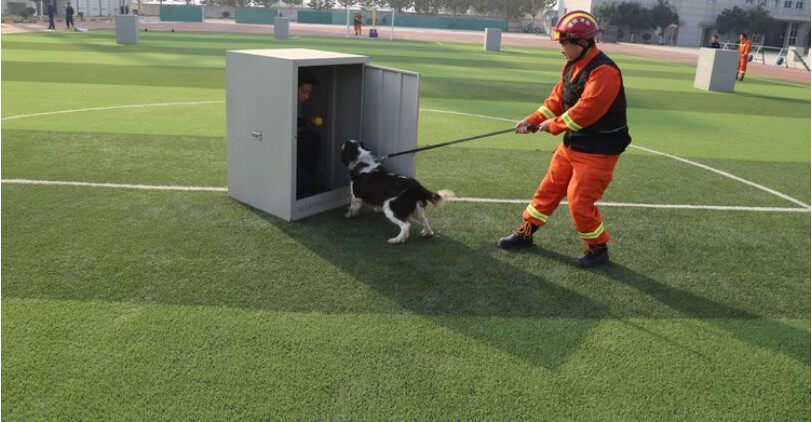 工作犬搜救箱 消防搜救犬训练器材火灾坍塌现场地震废墟水上搜救