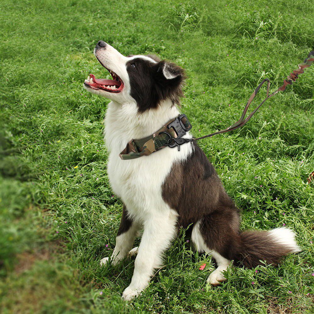 工作犬战术牵引带 带拉手战术脖圈 勤务标配多功能项圈 户外执勤