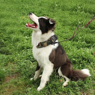 工作犬战术牵引带 带拉手战术脖圈 勤务标配多功能项圈 户外执勤