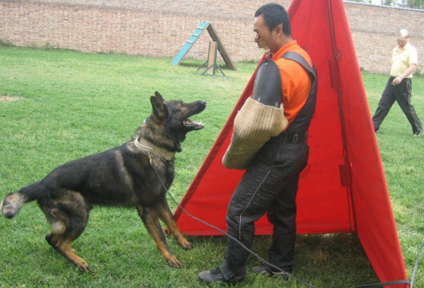 犬搜捕掩体 训犬追踪掩体 三个面颜色有红色黄色迷彩，轻便易折叠
