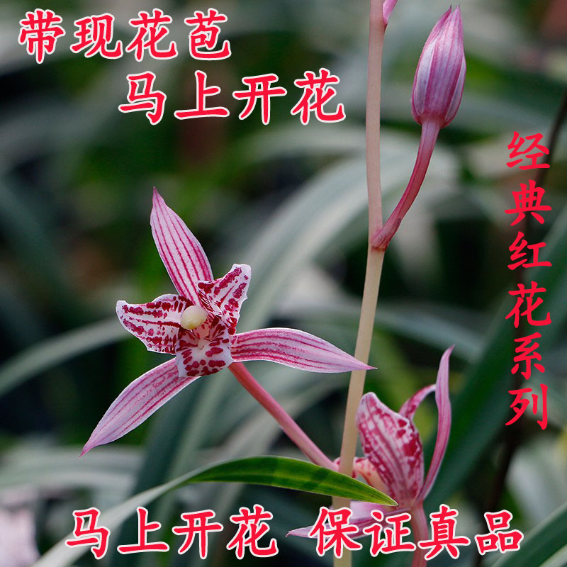 建兰红猫蕊蝶经典奇花红花名贵花卉兰花苗精品兰花夏季带花苞