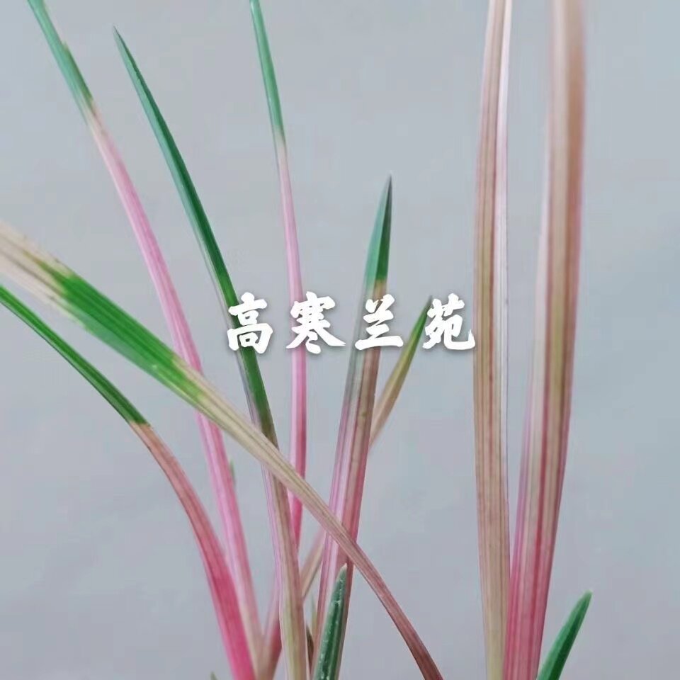漂亮叶艺惠兰七彩红砖绿植盆栽