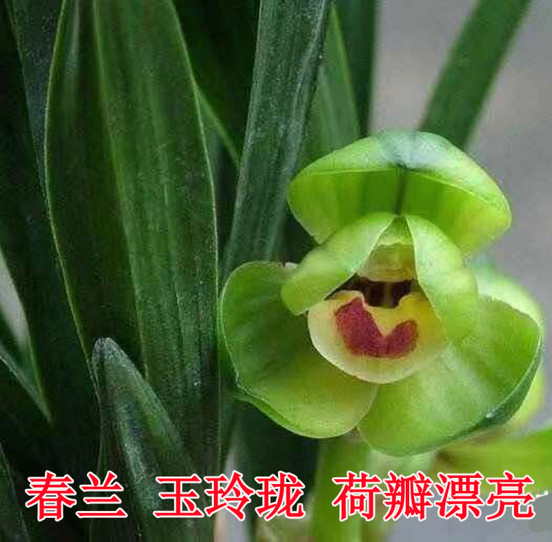春兰玉玲珑花开浓香荷瓣型漂亮绿植盆栽