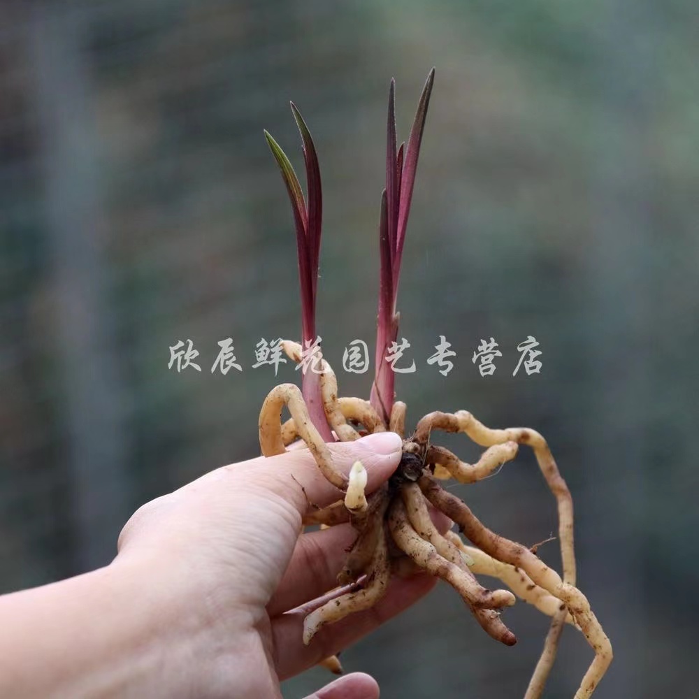 精品兰花苗蕙兰小红草矮小精致