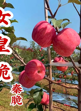 陕西秦脆苹果甜中带点微酸非富士非瑞雪苹果无添加不打蜡自家果园