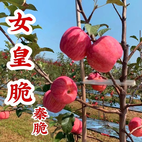 秦脆苹果陕西脆甜甜中带点微酸