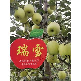 陕西瑞雪青苹果西北农林科技大学研发无添加可带皮吃脆甜鲜嘎嘎香