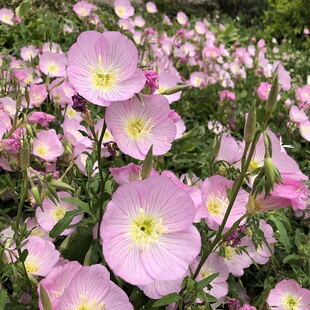 美丽月见草种子 球迷花园 粉花多年宿根花卉盆栽花卉低矮耐寒