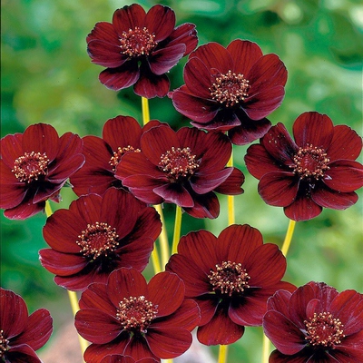 球迷花园 荷兰进口巧克力秋英块根 Cosmos花期长庭院多年生种球