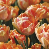 现货5个郁金香种球大球自然球进口郁金香土培盆栽室内耐寒冬季 花