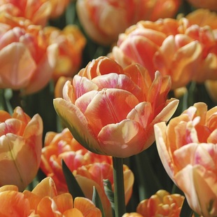 现货5个郁金香种球大球自然球进口郁金香土培盆栽室内耐寒冬季 花