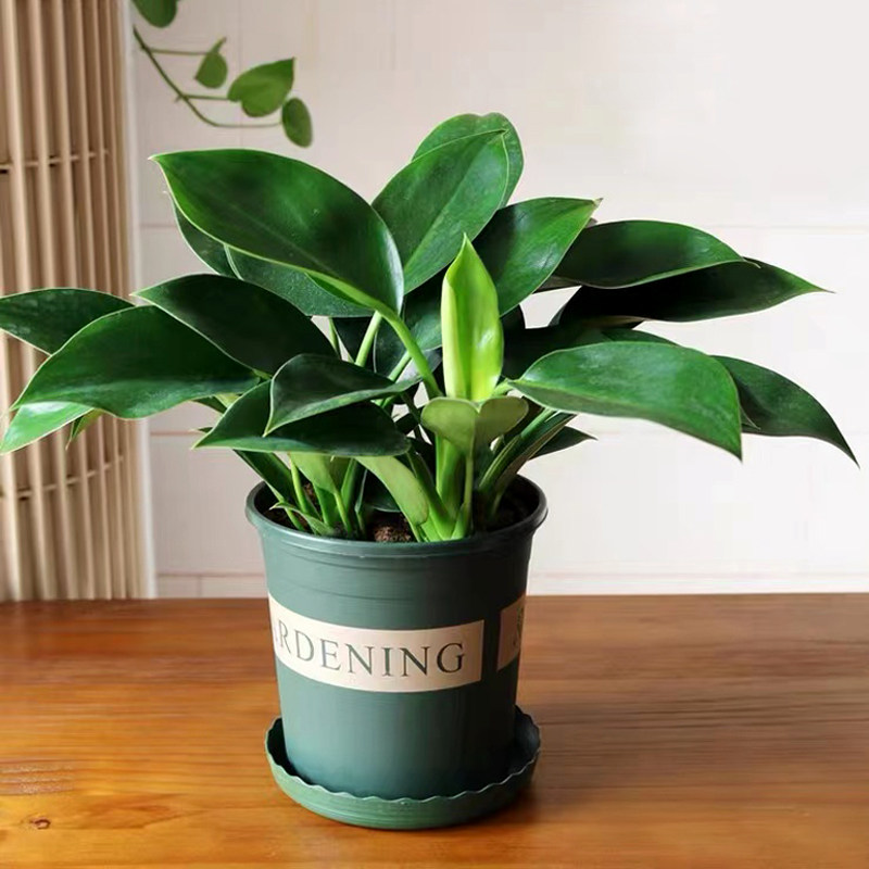 金钻绿公主万年青盆栽室内吸甲醛植物客厅净化空气四季常青易养活