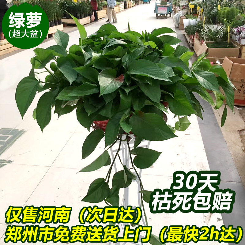 大叶长藤大盆大绿萝懒人盆栽客厅室内吸甲醛水培植物吊兰绿植花卉