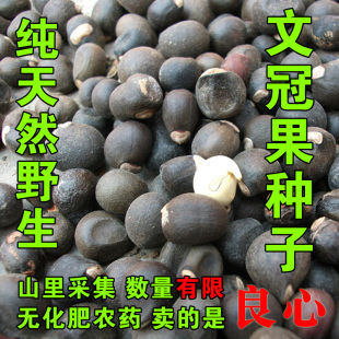 2022新鲜文冠果种子野生文冠果种子文冠果育苗种子木瓜豆非转基因