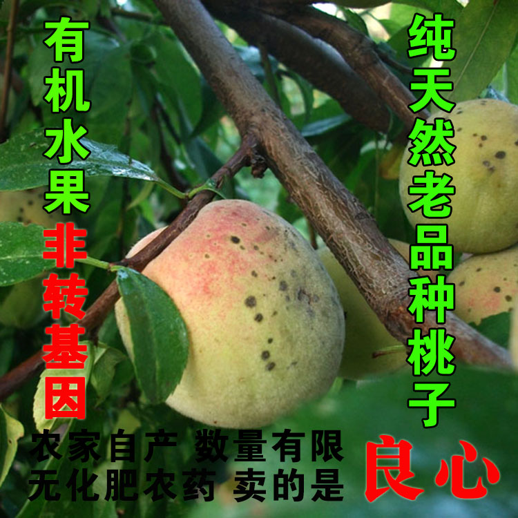 2022农家自产新鲜桃子老品种毛桃天然无农药化肥桃子非转基因 5斤