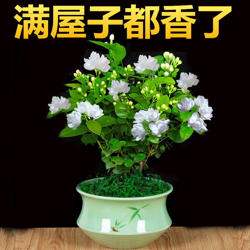 茉莉花苗盆栽带花苞老桩风车虎头茉莉驱蚊水培花卉大全绿植物室内