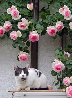 15元3棵多花爬藤植物蔷薇花苗爬藤苗攀援浓香庭院四季植物花卉