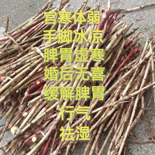 正宗广东阳春砂仁根新鲜现挖现发暖胃养生天然砂仁根500g