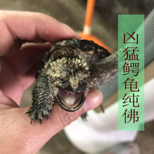 2025小鳄龟活体超爆刺王原种纯佛鳄龟苗小鳄鱼龟宠物乌龟活物