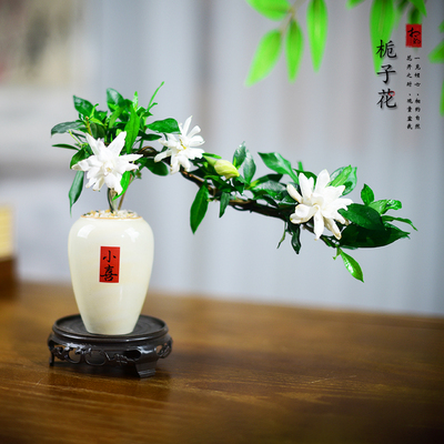 飘枝造型栀子花盆栽花卉开花香浓绿植室内桌面茶几国风小盆景好养
