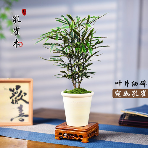 孔雀木盆栽室内办公客厅茶室桌面小盆景好养四季常青观赏植物摆件