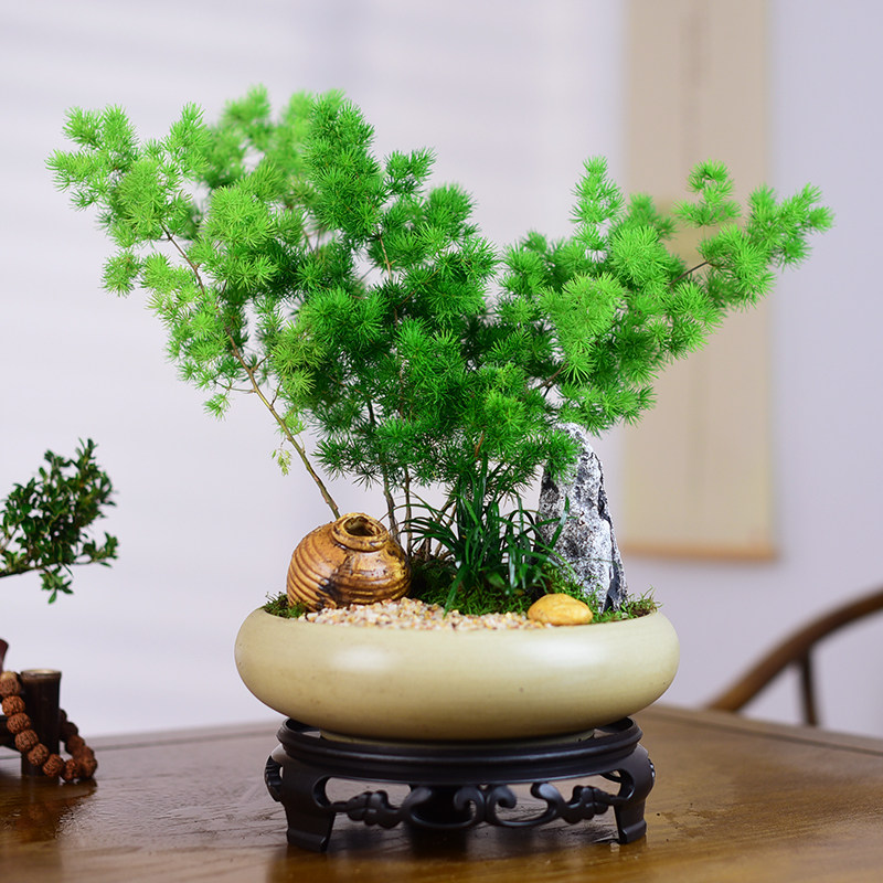 蓬莱松盆栽植物室内办公室花卉绿桌面绿植