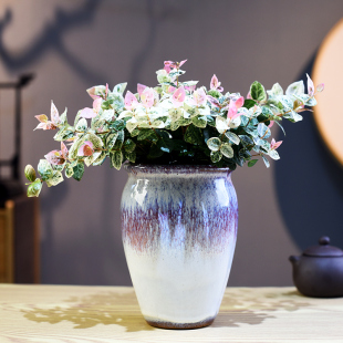 花叶络石盆栽彩叶络石花苗盆栽垂钓爬藤植物阳台庭院绿植花卉好养