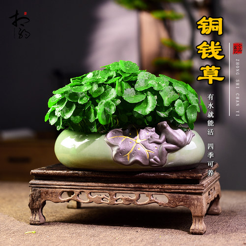 铜钱草水培植物盆栽水养金钱草绿植盆景办公客厅茶室茶几桌面好养