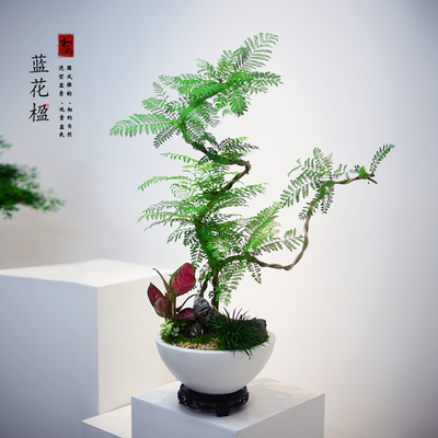 造型蓝花楹盆栽绿植室内植物客厅办公桌面网红大盆栽摆件好养送礼