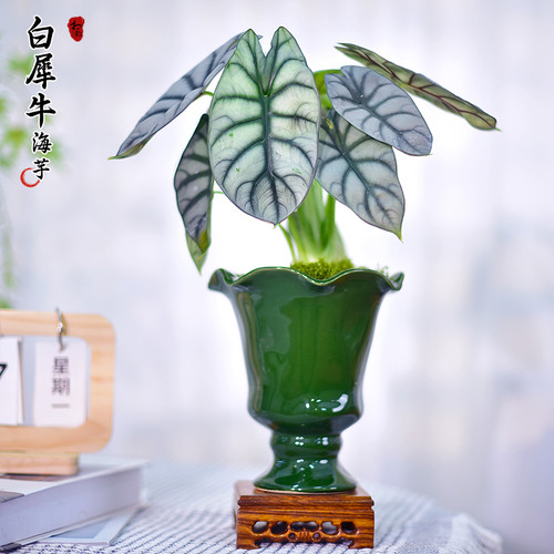 白犀牛海芋盆栽绿植网红现代植物办公客厅桌面植物观叶懒人小绿植