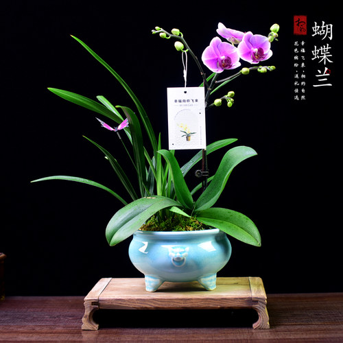 木本花卉书房客厅茶室蝴蝶兰