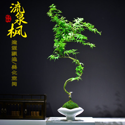 流泉枫苔玉球植物盆栽室内办公书房造型枫树观赏国风盆景摆件送礼