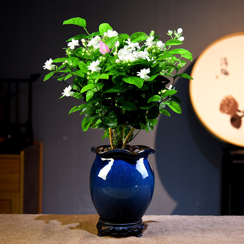 丛林香水茉莉盆开花香浓型盆栽室内办公庭院阳台观花绿植四季好养