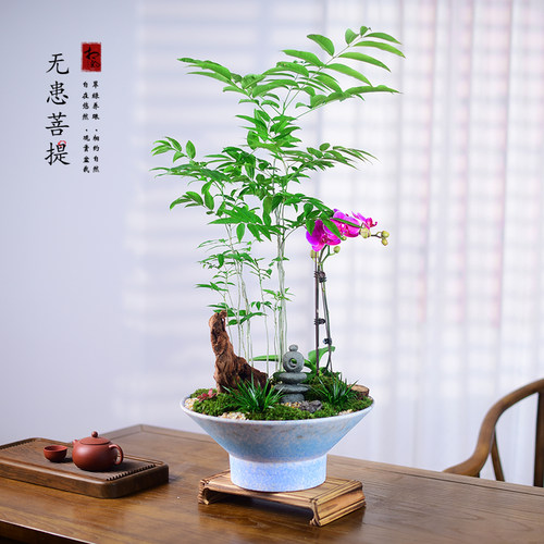 无患菩提盆栽中式绿植四季盆景绿植室内办公客厅书房桌面植物送礼