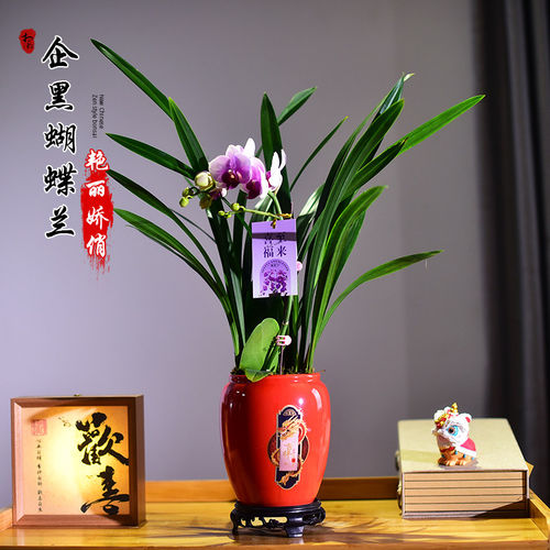 蝴蝶兰带花带花苞盆栽兰花开花卉植物室内客厅年宵花懒人好养送礼