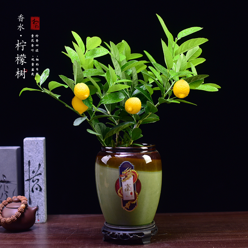 香水柠檬树盆栽室内办公客厅阳台绿植观赏四季中式植物盆景好养活