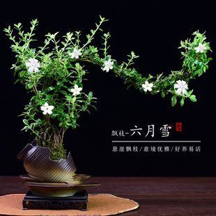 飘枝提跟六月雪盆景绿植室内植物观赏造型盆栽书房茶室办公好养