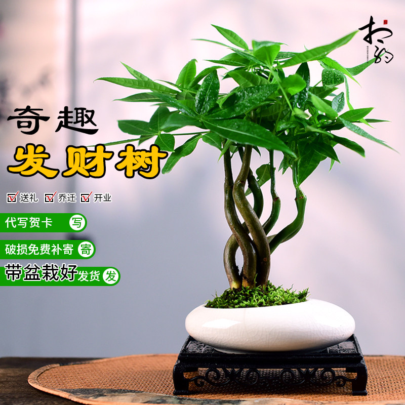 发财树小盆栽办公客厅绿植物办公桌面绿植