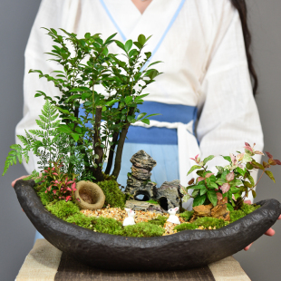 禅意/意境 小叶紫檀盆景老桩黑骨茶盆栽绿植客厅室内植物微景观