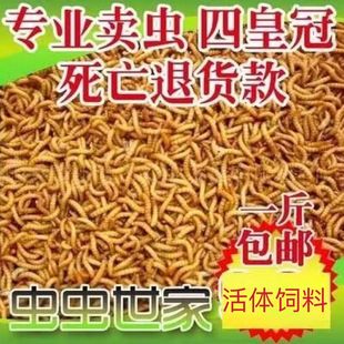 喂鸟活虫子蛋白质食物鸡吃的鲜活面包虫活体画眉八哥鹦鹉鸟类饲料