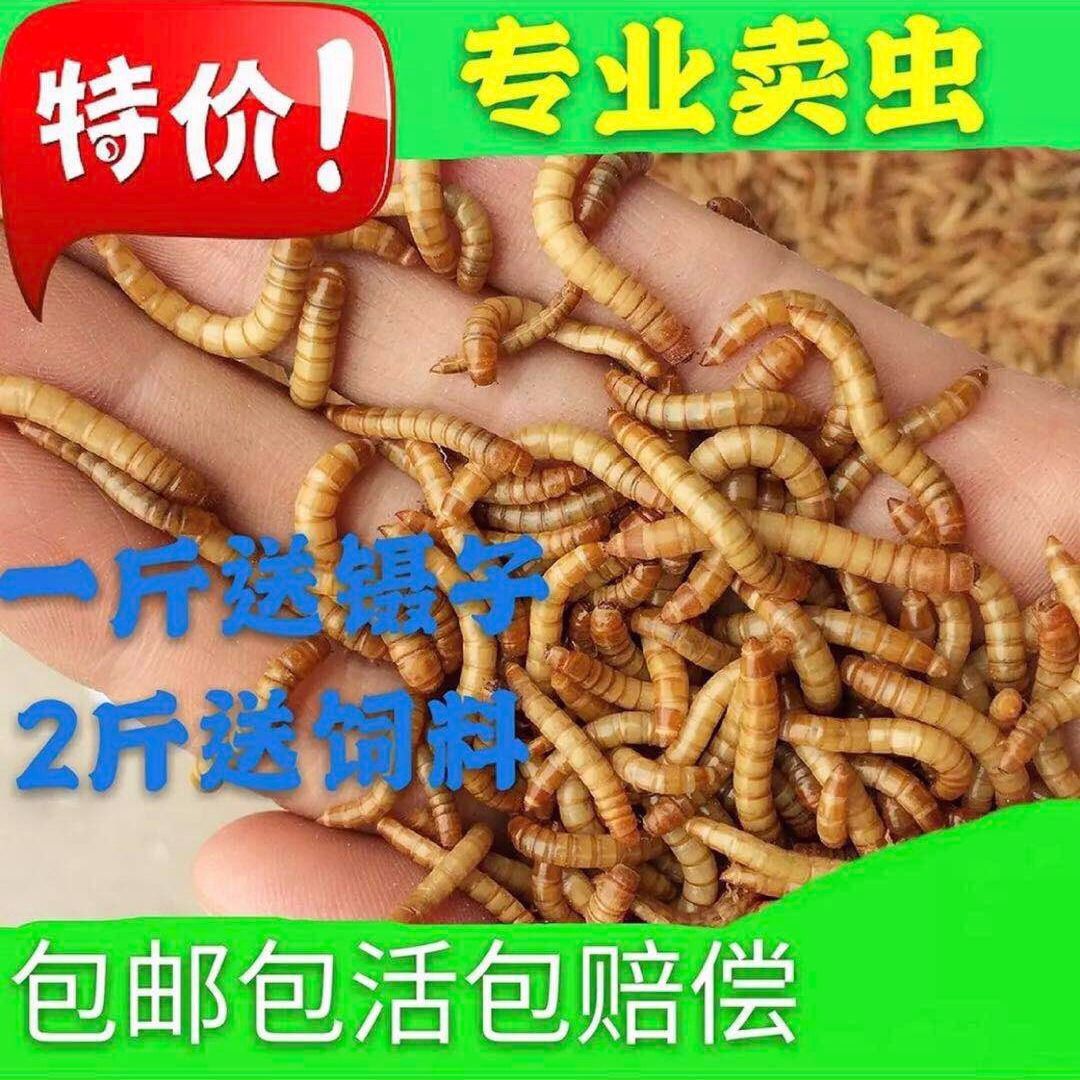 虫子活体食物喂鸡蛋白虫活的小虫