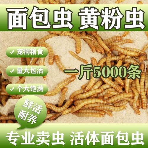 喂小鸟的食物画眉鸟活体宠物饲料