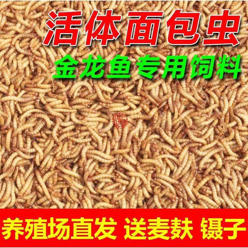 鲜活虫宠物饲料高蛋白质鸟食鱼饵