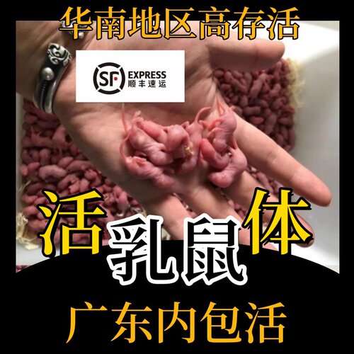 鲜活小白鼠红皮粉皮爬宠开口饲料